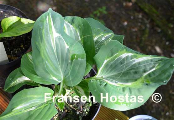 Hosta Flemish Lion