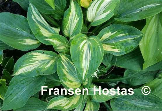 Hosta Flemish Lion