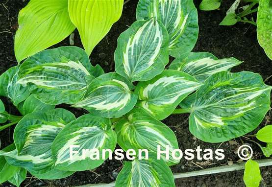 Hosta Flemish Lion