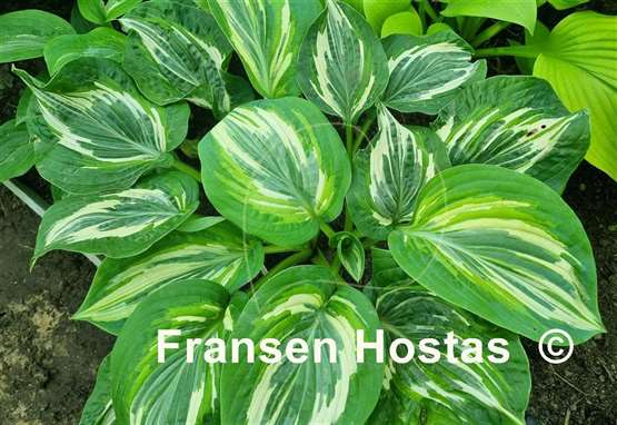 Hosta Flemish Lion