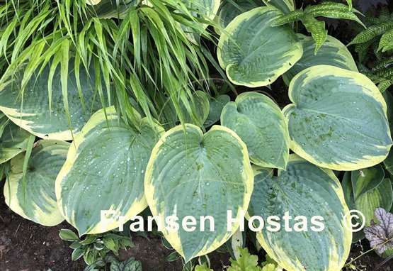 Hosta Flemish Master