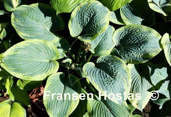 Hosta Flemish Master
