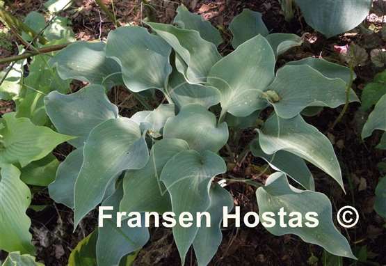 Hosta Flemish Sky