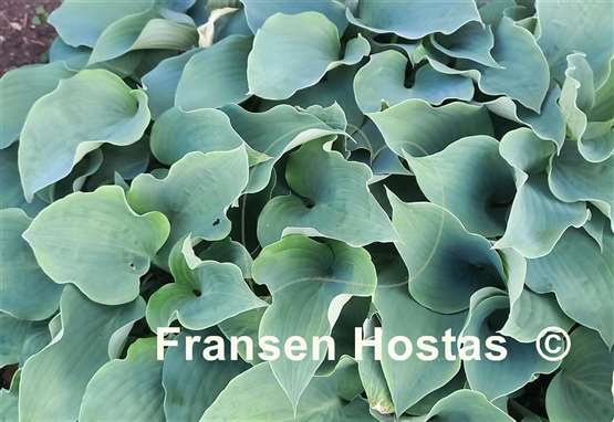 Hosta Flemish Sky