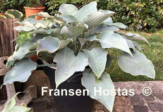 Hosta Flemish Sky