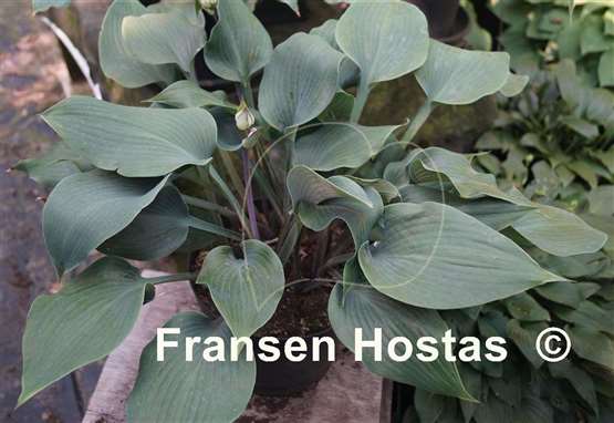 Hosta Flemish Steel