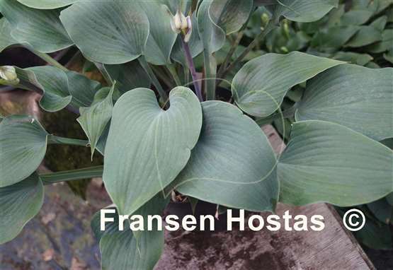 Hosta Flemish Steel