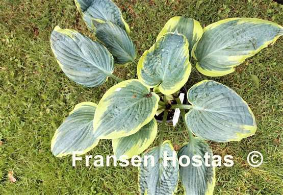 Hosta Flemish Tradition