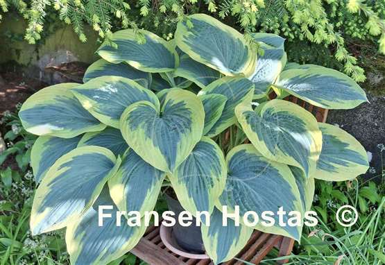 Hosta Flemish Tradition