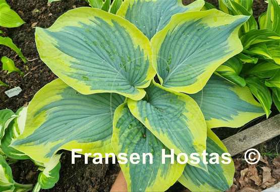 Hosta Flemish Tradition