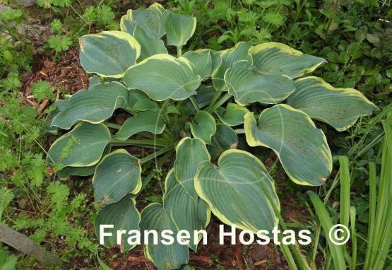 Hosta Flemish Angel