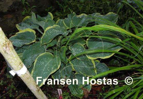 Hosta Flemish Angel