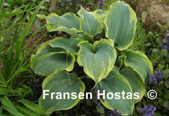 Hosta Flemish Angel