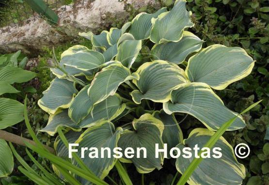 Hosta Flemish Angel
