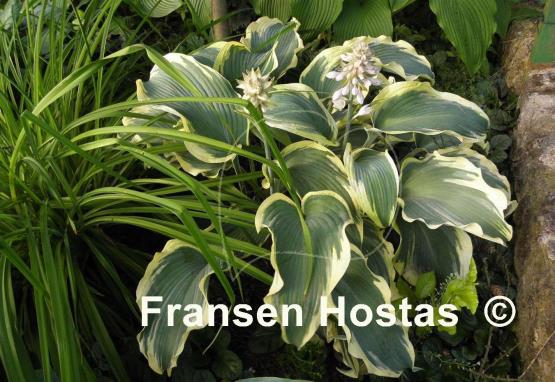 Hosta Flemish Angel