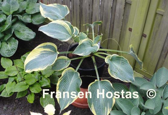 Hosta Flemish Angel