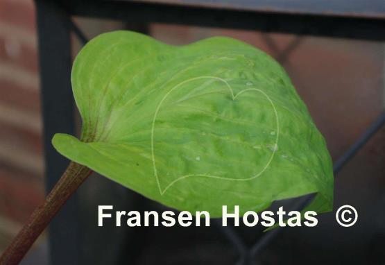 Hosta Flemish Design