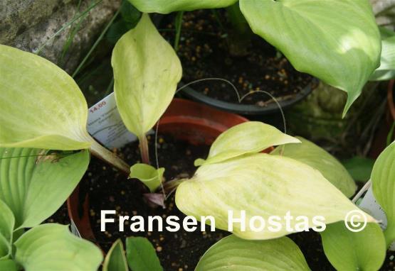 Hosta Flemish Design