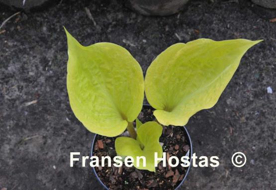 Hosta Flemish Design