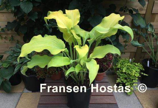 Hosta Flemish Gold