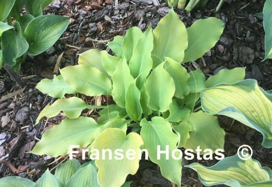 Hosta Flemish Gold