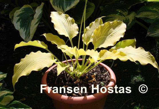 Hosta Flemish Gold