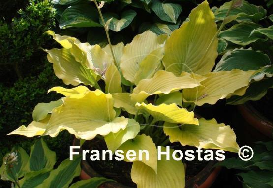 Hosta Flemish Gold