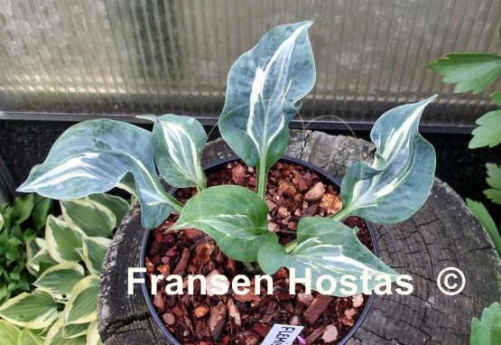 Hosta Flemish Lion