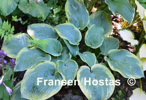 Hosta Flemish Master