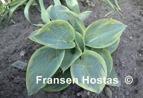Hosta Flemish Master