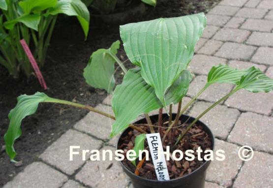 Hosta Flemish Melody