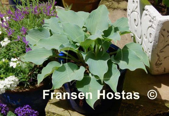 Hosta Flemish Sky