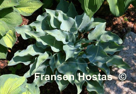 Hosta Flemish Sky