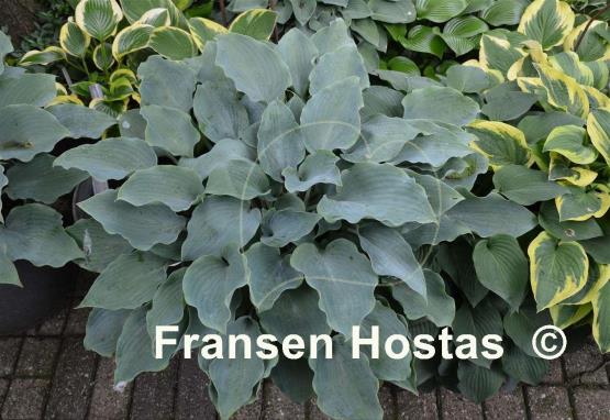 Hosta Flemish Sky