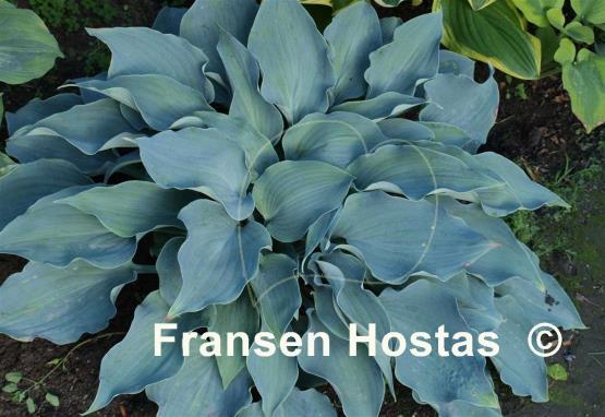 Hosta Flemish Sky