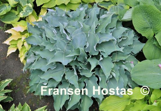 Hosta Flemish Sky