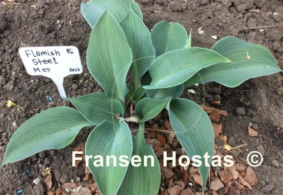 Hosta Flemish Steel