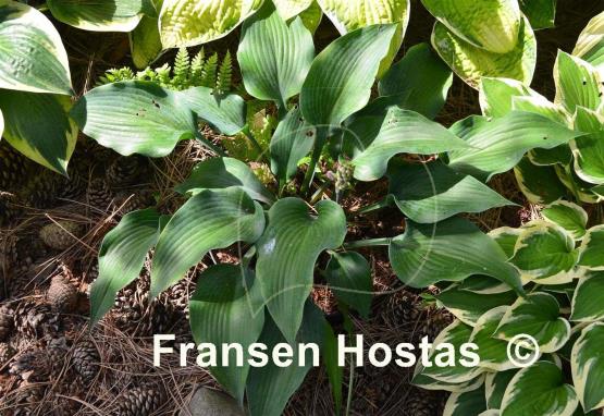 Hosta Flemish Steel