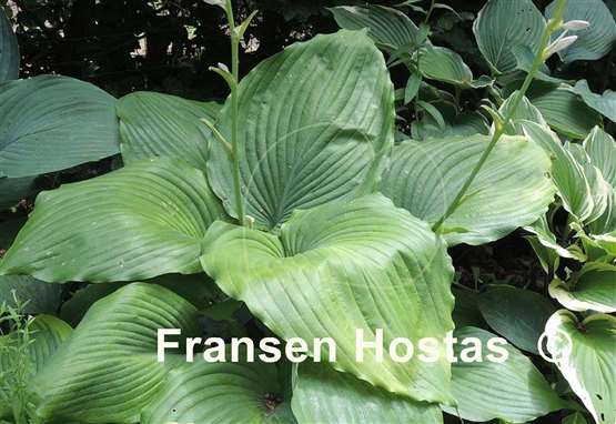 Hosta Flemitzu