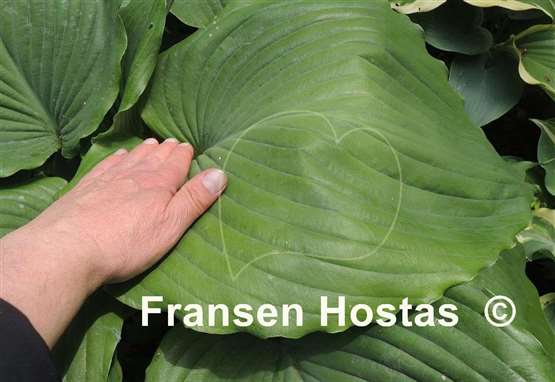 Hosta Flemitzu