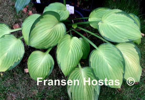 Hosta Flip Flop