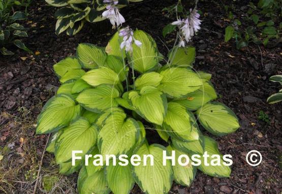 Hosta Flip Flop