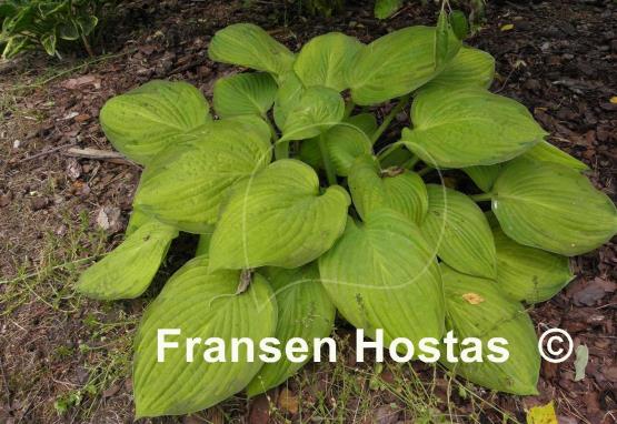 Hosta Flip Flop