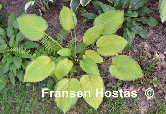 Hosta Flip Flop