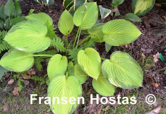 Hosta Flip Flop