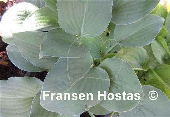 Hosta Floradora