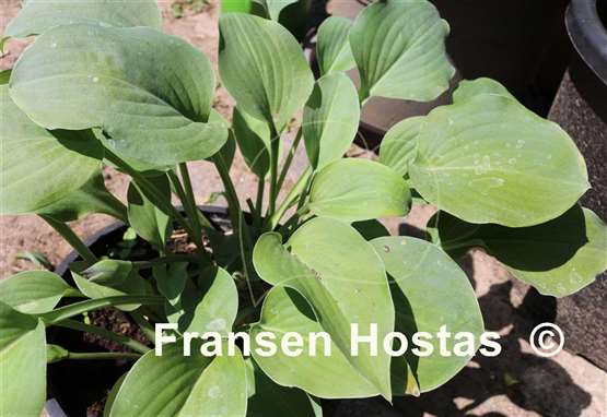 Hosta Floradora