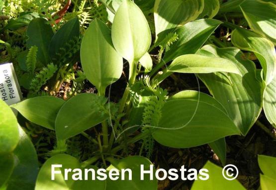 Hosta Floradora