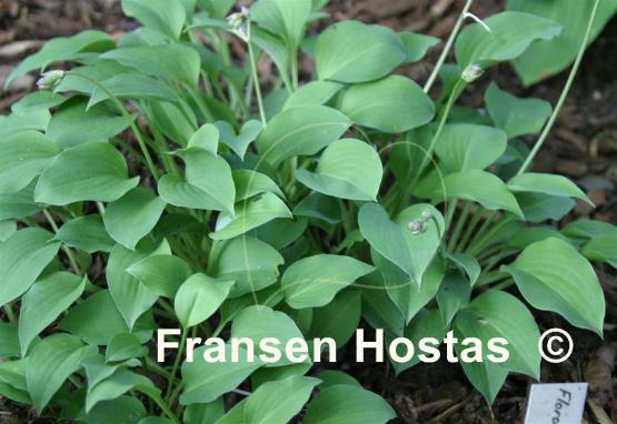Hosta Floradora