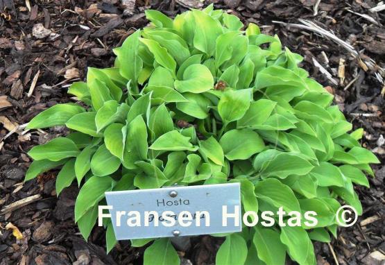Hosta Floradora
